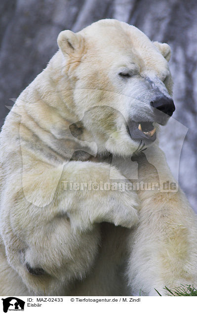 Eisbr / ice bear / MAZ-02433