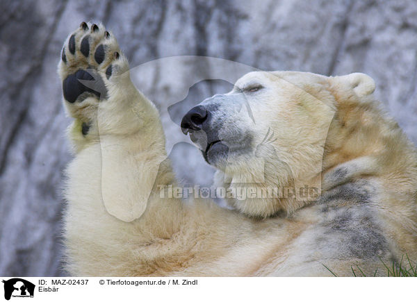 Eisbr / ice bear / MAZ-02437
