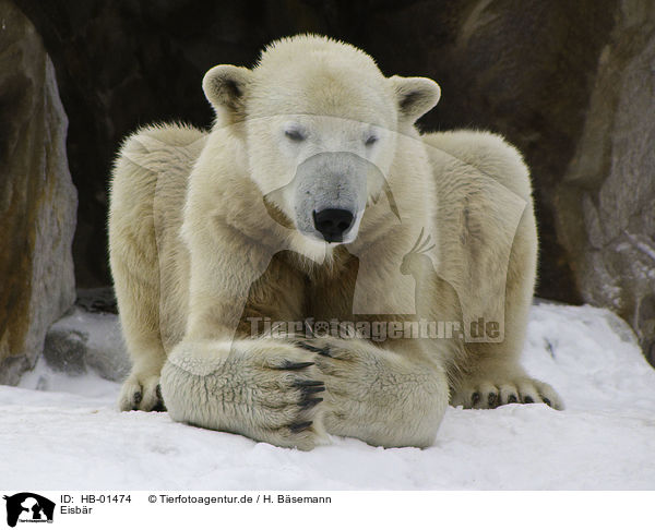 Eisbr / ice bear / HB-01474