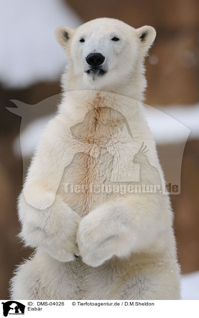Eisbr / ice bear / DMS-04026