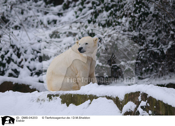 Eisbr / ice bear / DMS-04203
