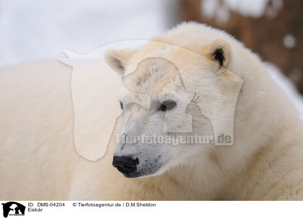 Eisbr / ice bear / DMS-04204