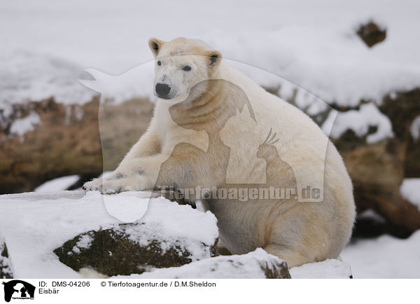 Eisbr / ice bear / DMS-04206