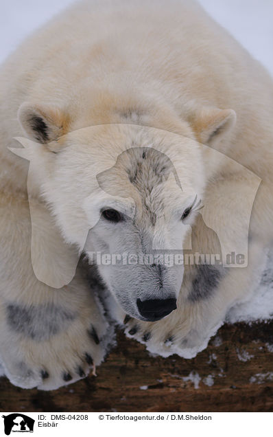 Eisbr / ice bear / DMS-04208