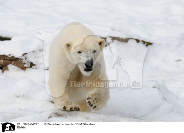 Eisbr / ice bear / DMS-04226