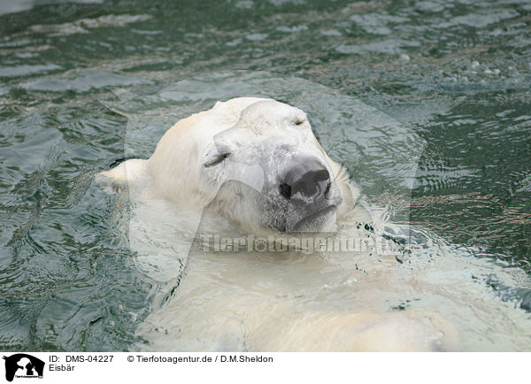 Eisbr / ice bear / DMS-04227