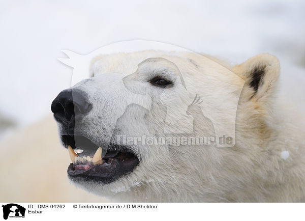 Eisbr / ice bear / DMS-04262