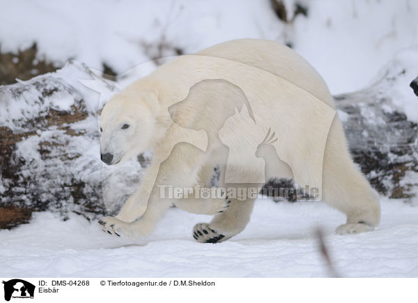 Eisbr / ice bear / DMS-04268