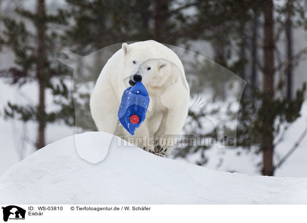 Eisbr / ice bear / WS-03810