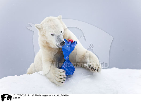 Eisbr / ice bear / WS-03815