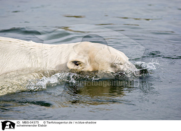 schwimmender Eisbr / swimming ice bear / MBS-04375