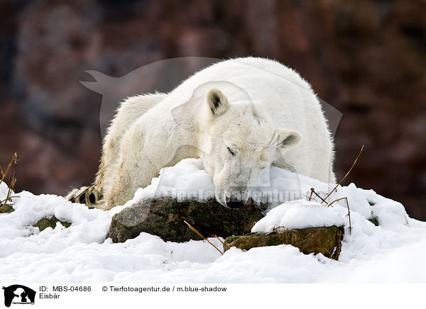 Eisb�r / ice bear / MBS-04686