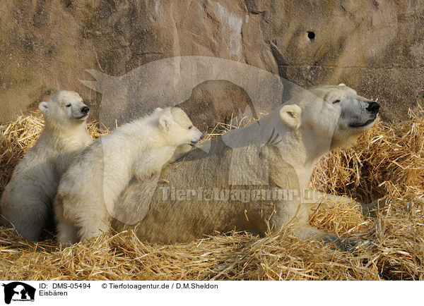 Eisbren / polar bears / DMS-05494