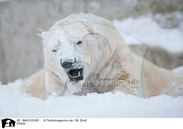 Eisbr / ice bear / MAZ-03395