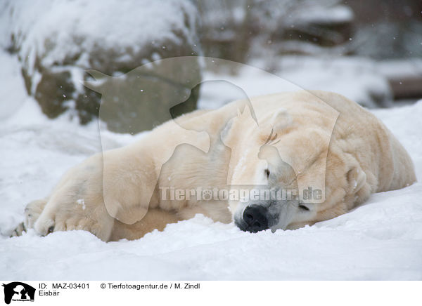 Eisbr / ice bear / MAZ-03401