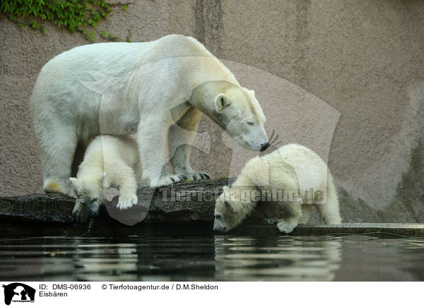 Eisbren / polar bears / DMS-06936