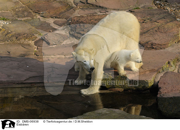 Eisbren / polar bears / DMS-06938