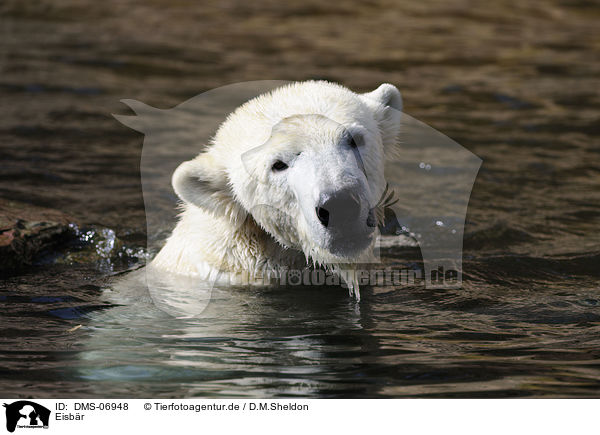 Eisbr / polar bear / DMS-06948