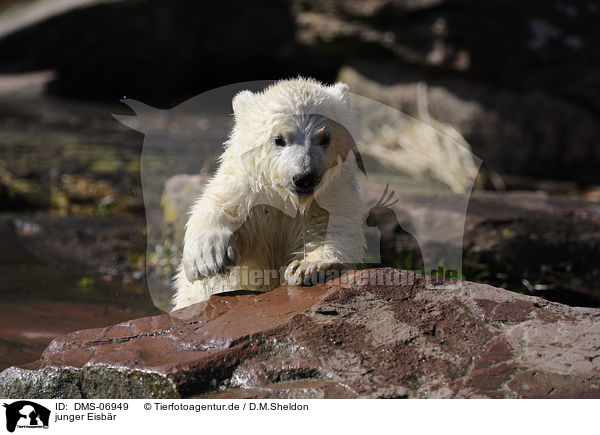 junger Eisbr / young polar bear / DMS-06949