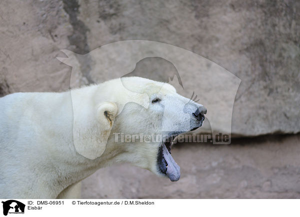 Eisbr / polar bear / DMS-06951