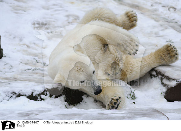 Eisbr / ice bear / DMS-07407