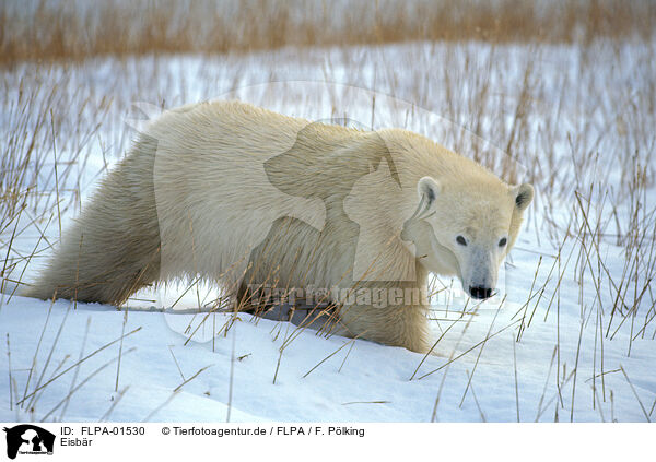 Eisbr / ice bear / FLPA-01530