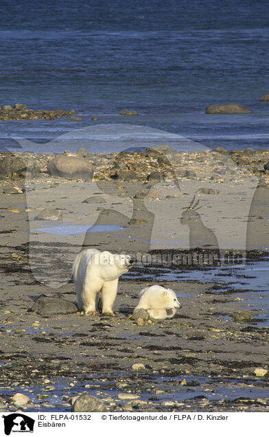 Eisbren / ice bears / FLPA-01532