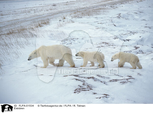 Eisbren / ice bears / FLPA-01534