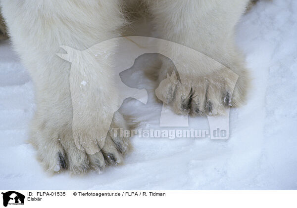Eisbr / ice bear / FLPA-01535
