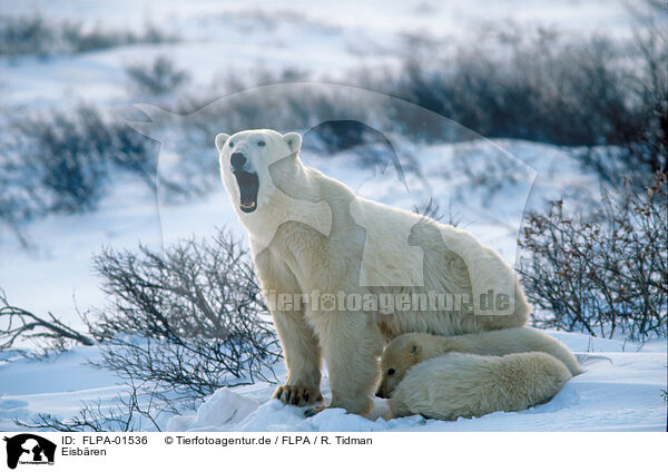 Eisbren / ice bears / FLPA-01536