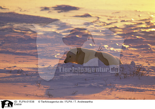 Eisbr / ice bear / FLPA-01538