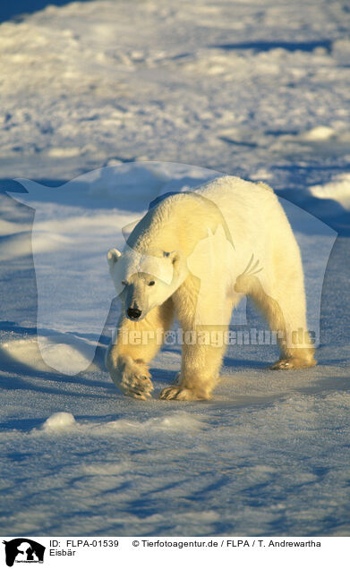Eisbr / ice bear / FLPA-01539