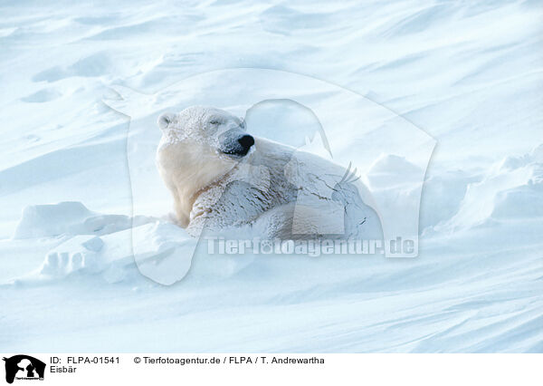 Eisbr / ice bear / FLPA-01541