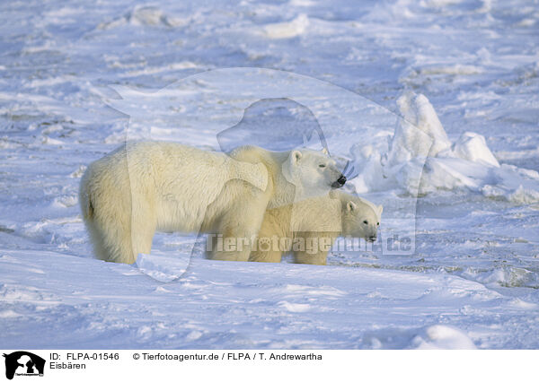 Eisbren / ice bears / FLPA-01546