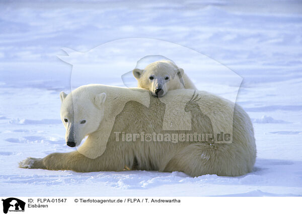 Eisbren / ice bears / FLPA-01547