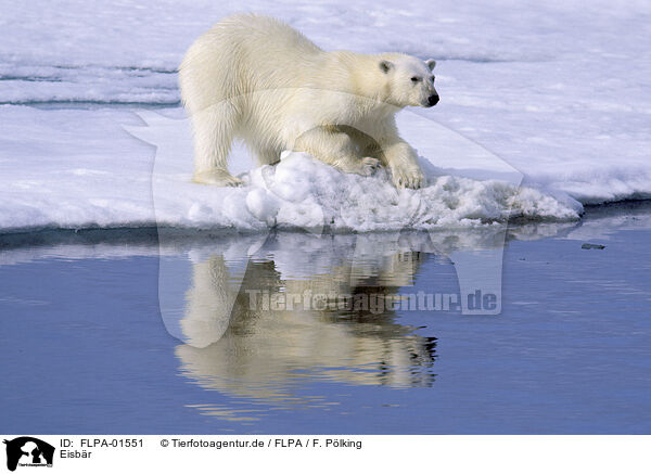 Eisbr / ice bear / FLPA-01551