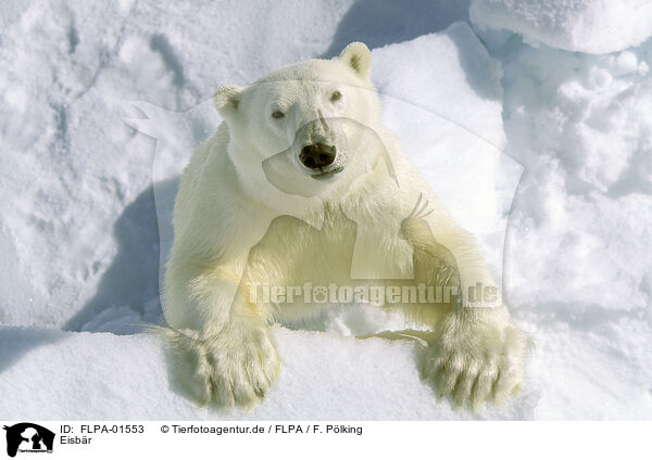 Eisbr / ice bear / FLPA-01553