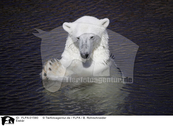 Eisbr / ice bear / FLPA-01580