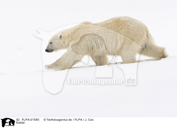 Eisbr / ice bear / FLPA-01585