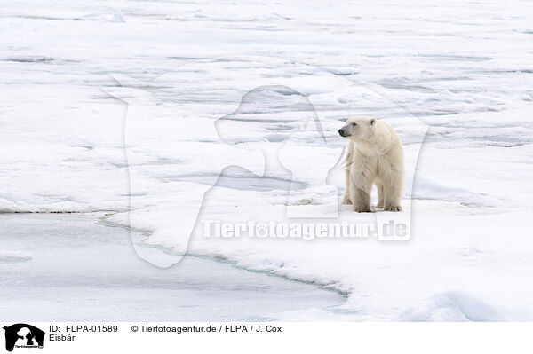 Eisbr / ice bear / FLPA-01589