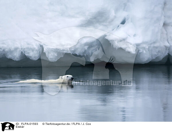 Eisbr / ice bear / FLPA-01593