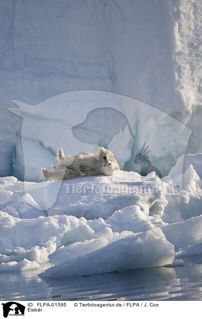 Eisbr / ice bear / FLPA-01595