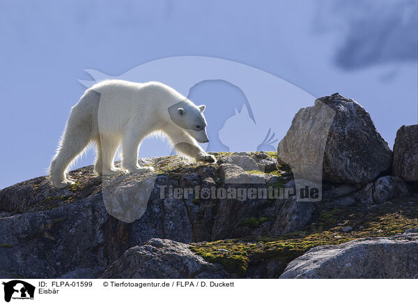 Eisbr / ice bear / FLPA-01599