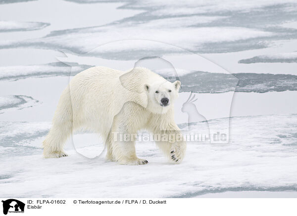 Eisbr / ice bear / FLPA-01602