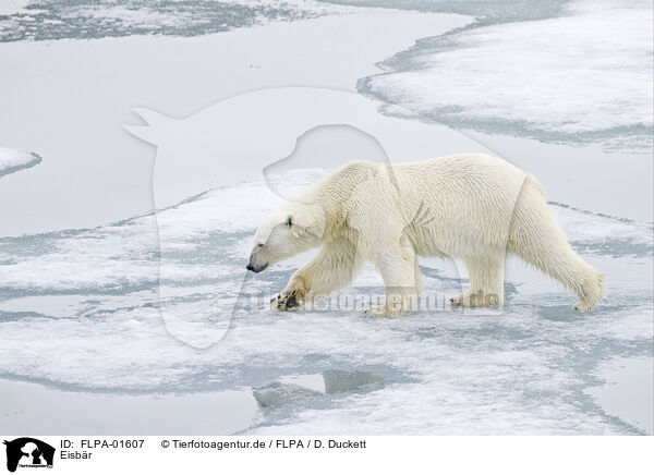 Eisbr / ice bear / FLPA-01607