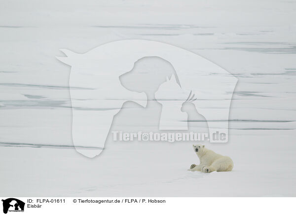 Eisbr / ice bear / FLPA-01611
