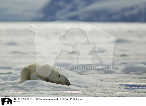 Eisbr / ice bear / FLPA-01613