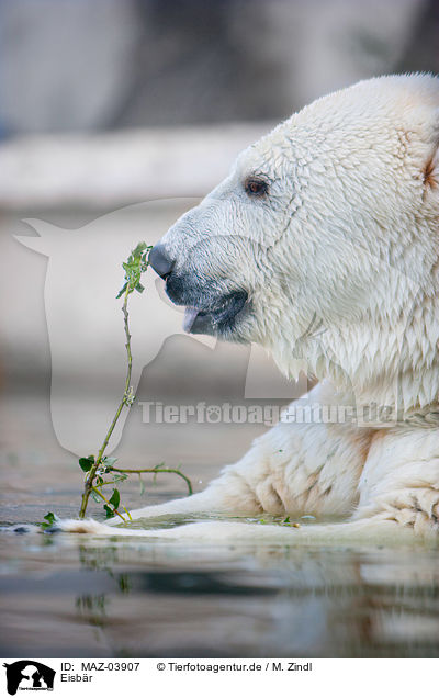 Eisbr / ice bear / MAZ-03907
