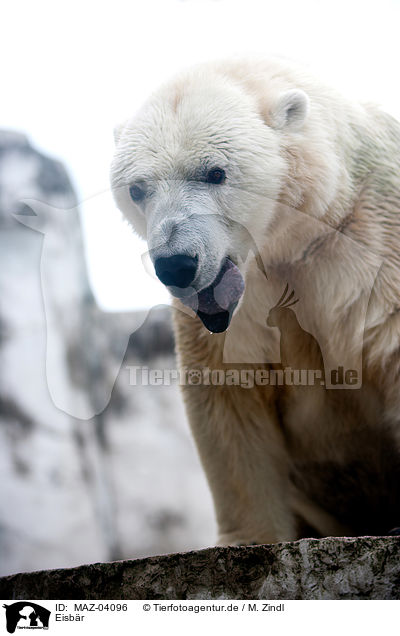 Eisbr / ice bear / MAZ-04096