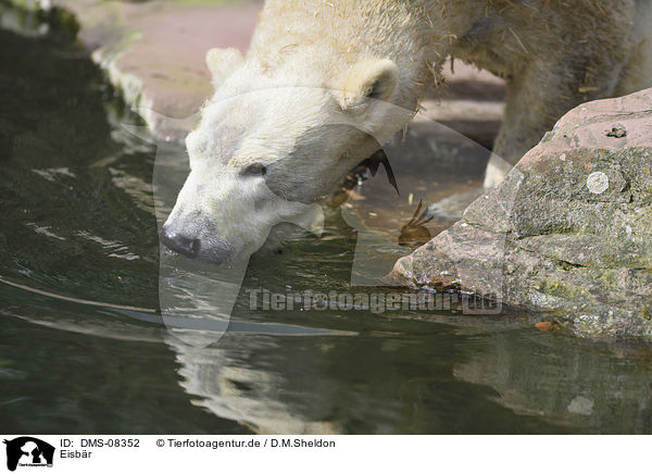 Eisb�r / ice bear / DMS-08352